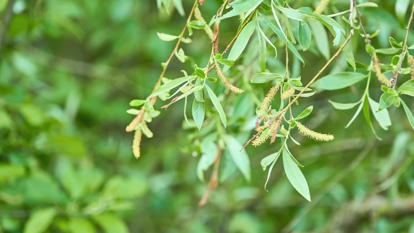 Salix alba, the white willow, is a species of willow native to Europe and western and central Asia. The name derives from the white tone to the undersides of the leaves. Royalty-Free Stock Footage #1083056317