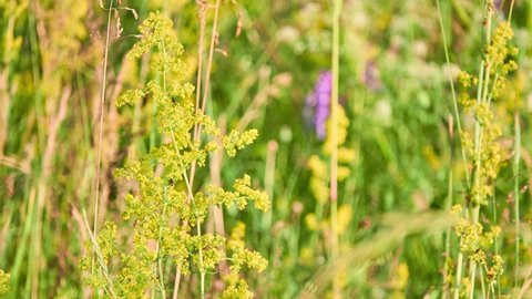 Galium verum (lady's bedstraw or yellow bedstraw) is a herbaceous perennial plant of the family Rubiaceae. It is widespread across most of Europe, North Africa, and temperate Asia from Palestine