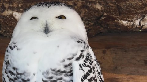 Snowy owl (Bubo scandiacus), also known as polar, white and Arctic owl. Snowy owls are native to Arctic regions of both North America and Palearctic, breeding mostly on tundra.