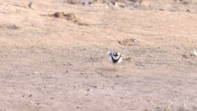 a tracking clip of a black-fronted dotterel tapping its foot to locate food while feeding at redbank waterhole near alice springs in the northern territory, australia