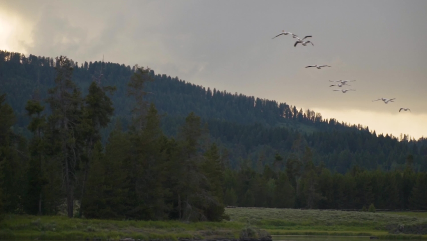 pelicans flying over river .