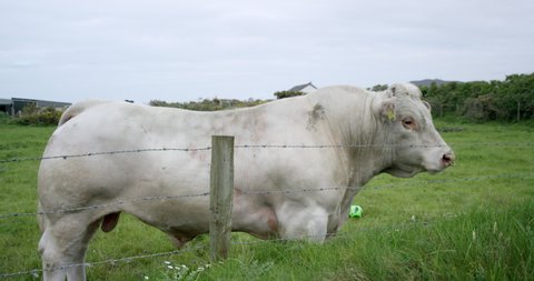 An Irish bull moos behind a fence.