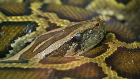 The Burmese python curled up to sleep in the zoo. This is a large snake with an average length of 6 meters living in the jungle, feeding on reptiles and mammals