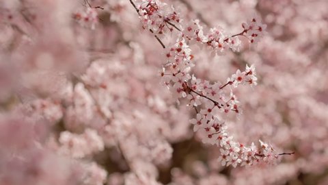 Spring scene with pink blossom. Beautiful nature scene with blooming apricot tree at sunny day in springtime. Spring flowers. Beautiful Orchard. Slow motion steadicam shot. 