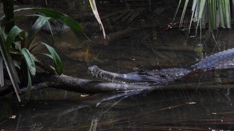 B roll clips of Freshwater Crocodile (Crocodylus johnstoni)