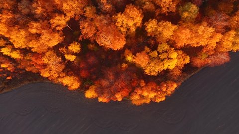 Fantastic autumn forest glows in the sunlight from a bird's eye view. Shooting from a quadcopter. Ukraine, Europe. Cinematic aerial shot. Discover the beauty of earth. Filmed in 4k, drone video.