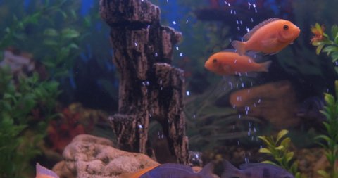 Cichlids in aquarium. A view of nice decorative cichlids swimming in home aquarium.
