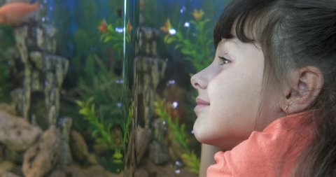 Lovely cichlids in aquarium. A lovely child enjoy her small cichlides family in aquarium in the living room.