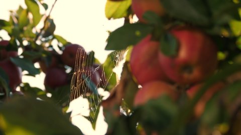 apple harvest. close-up. red, ripe, juicy apples hang on a tree branch, in the garden, in the sunlight. beautifully braided spider web sparkles in the sun. apple farming. organic fruit.