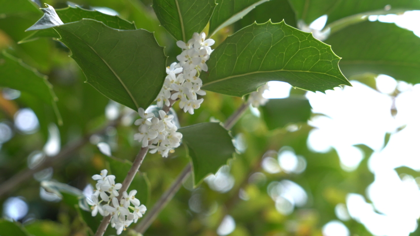 Flowers of holly olive - Osmanthus heterophyllus - are in bloom in Fukuoka city, JAPAN. Without sounds