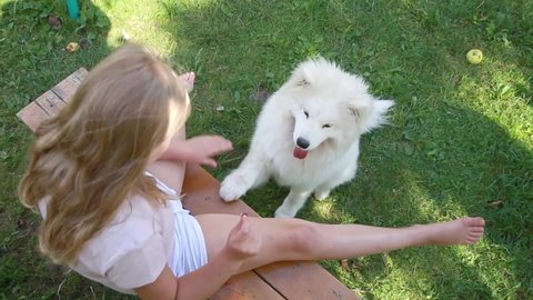 A child girl is playing, training a white husky samoyed dog, the dog gives a paw and looks at the child cheerfully. Top view.  Pets, children's friendship with animals concept