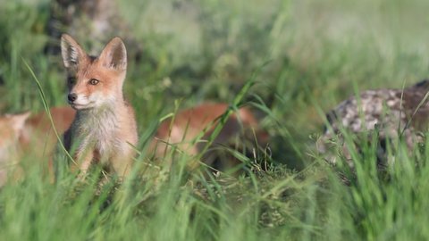 Red Fox Young Pups hiding on a grass. Vulpes vulpes. The fox cub looks around.