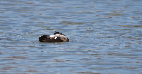Young Male tufted duck or tufted pochard (Aythya fuligula) on the pond