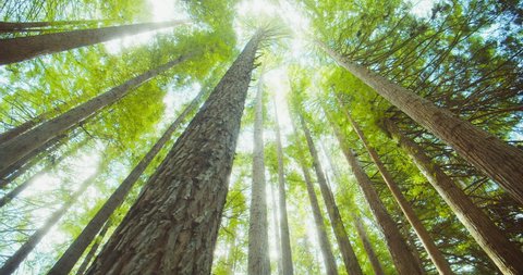 Californian redwood forest, Otway National Park, Australia