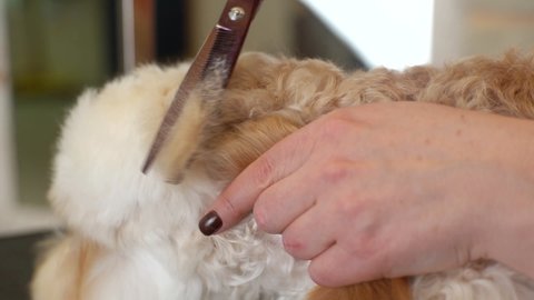 Close-up of professional female groomer cutting back head of curly dog Labradoodle by hairdressing scissors at table in grooming salon. Woman pet hairdresser doing hairstyle. Shooting in slow motion.
