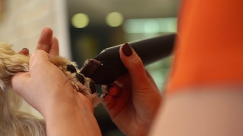 Close-up of master female groomer cutting paw of purebred curly dog Labradoodle by haircut machine for animals at table in grooming salon. Woman pet hairdresser doing hairstyle, slow motion.