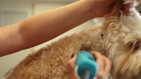 Close-up hand held shot of female groomer cutting curly dog Labradoodle by haircut machine for animals at table in grooming salon. Woman pet hairdresser doing professional care, slow motion.