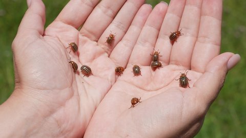 Close-up view video of many potato bugs isolated on hands of woman