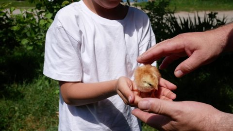 A 6-7 year old boy is handed a small yellow chicken into his hands. Acquaintance and communication of the child with animals