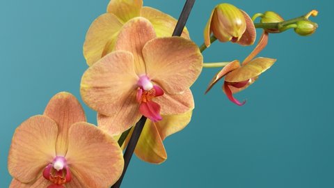 Close-up view 4k video footage of orange and pink blooming orchid flower houseplant isolated on blue background