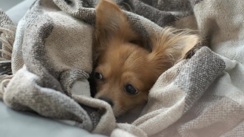 Portrait of adorable funny longhair chihuaha dog sleeps in plaid. Very cute pet