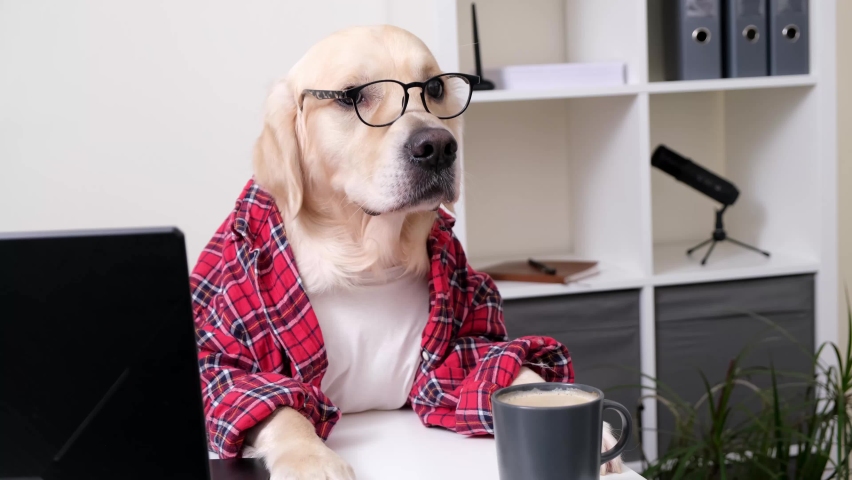 A cute funny dog in a shirt and glasses is working at a laptop. At the table sits a golden retriever dressed as a programmer or businessman. The pet works at the computer. | Shutterstock HD Video #1083090394