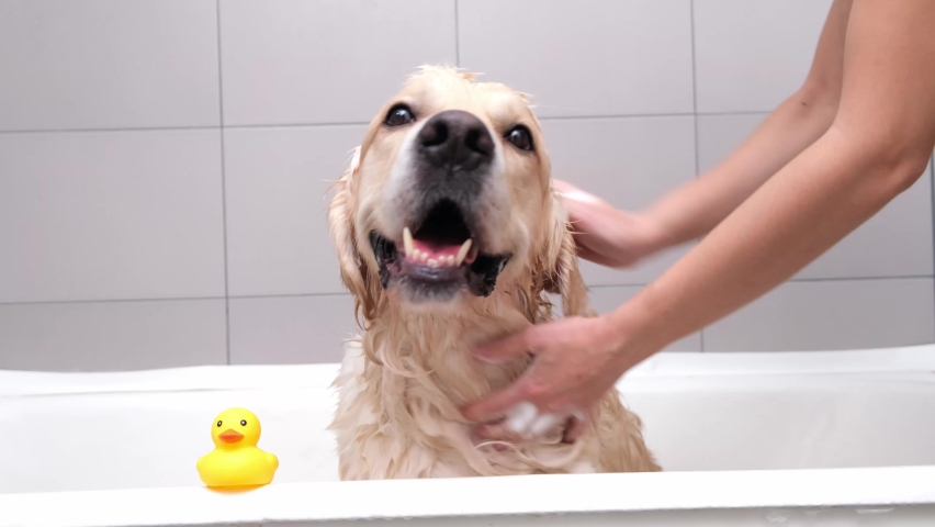 The girl's hands wash the dog in a bubble bath. The groomer washes his golden retriever with a shower Royalty-Free Stock Footage #1083090406