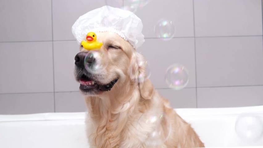 The dog is sitting in a bubble bath with a yellow duckling and soap bubbles. Golden Retriever bathes with bath accessories. Royalty-Free Stock Footage #1083090454