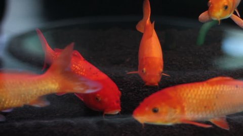 Goldfishes swim in an aquarium