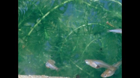1960s: Tetra fish swim in bowl.