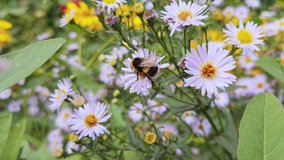 Bee fly near flower. Allergy insect macro video. Green grass. Bumblebee garden action. Beautiful blossom and organic fur flight. Ecology life concept. Slow motion. Honeybee worker eating
