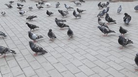 Many pigeon walking on summer street. Group of bird in urban landscape. Nature life in city. Slow motion video. Grey monochrome color