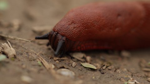 Macro view of a spanish slug eating a little green leaf on the ground, gastropods in the nature, 