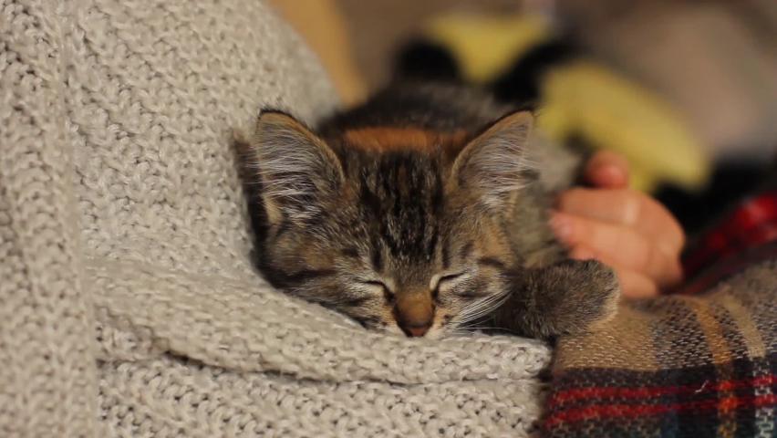 Small cat in her arms. A gentle pet. Animal and people. Kitty. Home comfort. Winter and kitty