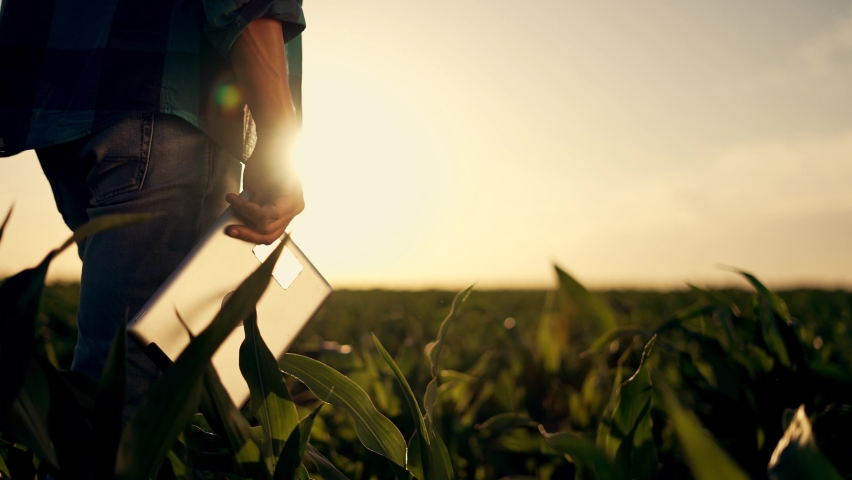 Agriculture. Farmer walks through cornfield. Agronomist with a tablet at corn plantation. Agricultural business. Corn farm. Farmer with tablet businessman. Agriculture concept. Green corn plantation Royalty-Free Stock Footage #1083103768