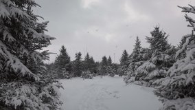 Wide shot of snow laden fir trees on a Christmas tree farm - Powered by Shutterstock - Get 15% off with code: PIKWIZARD15