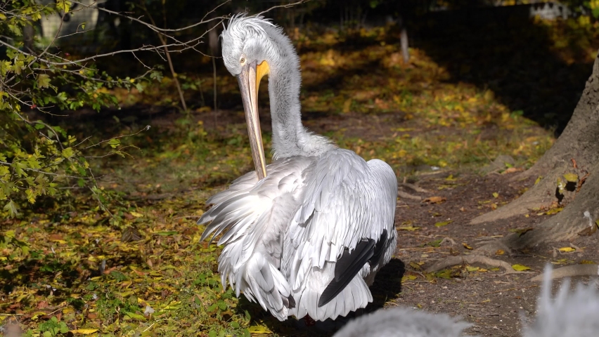 Pelican with bright orange break cleaning itself, medium shot