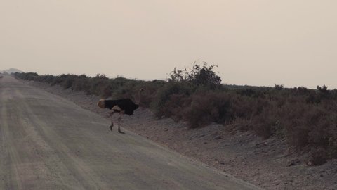 Common Ostrich Walks Through Semiarid Vegetation In Amboseli National Park In Kenya. wide
