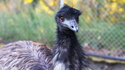 Emu bird Close up in the zoological garden. Ostrich farm. Black Emu Head. Keeping emu ostriches in a home farm