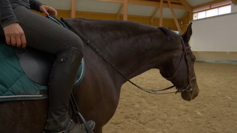 SLOW MOTION, CLOSE UP: Young woman cools down her stunning dark brown horse after intense dressage training. Powerful gelding walks across the manege after long flatwork practice with female rider.
