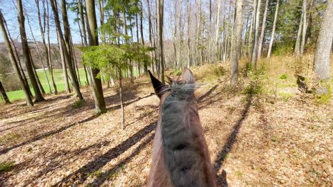 POV Trotting along a forest trail as you ride on horseback on a sunny autumn day. First person shot of a dark brown horse's head and beautiful mane as it trots down a woodland path in fall countryside
