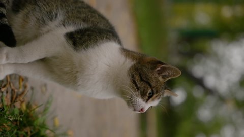 cute curious cat looking up, fluffy siberian cat sneezes, pet concept vertical