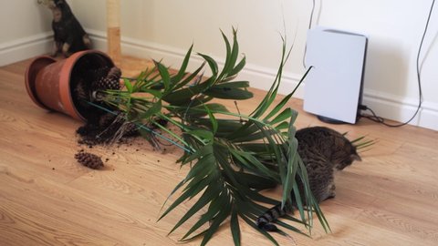 Tabby cat dropped and broken plant pot while playing with plant. Palm plant overturned at home by pet. 