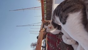Close vertical video of a cute multi-colored cat lying on a soft chair in a yacht port, meowing and peering into the camera of the video camera, the masts of sailing boats in the background