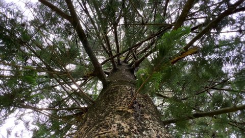 Slow motion of a massive Norfolk Island pine or Monkey Puzzles tree with a panned view of the enormous trunk and the lush green foliage of this forest giant.