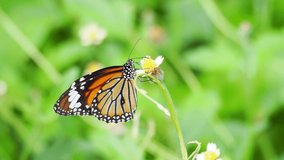The video shows a side The Common Tiger  Butterfly ( Danaus genutia genutia Cramer  ) sucking nectar from a Mexican daisy in the wind.