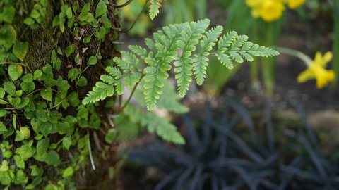 Fern leaf, moss and tree bark in forest, California USA. Springtime morning atmosphere, delicate tiny green creeper plant on trunk. Spring fairy botanical freshness in wood. Yellow daffodil narcissus.