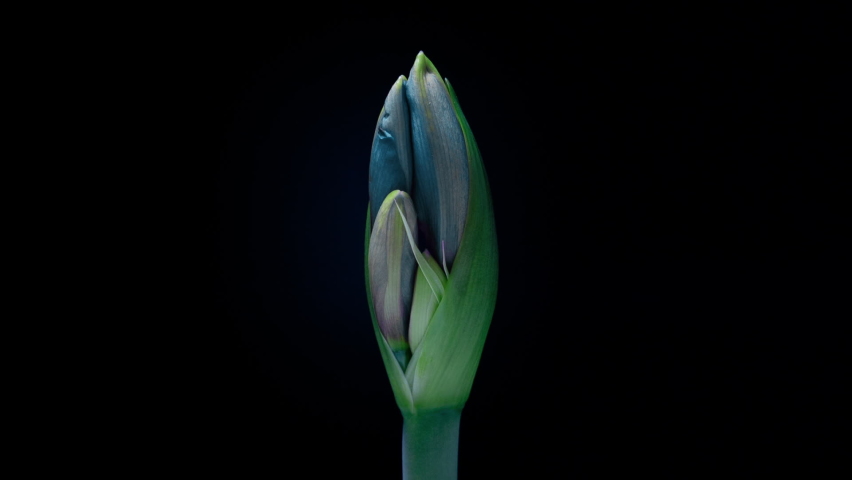Blue Hippeastrum Opens Flowers in Time Lapse on a Black Background. Growth of Amaryllis Flower Buds. Perfect Blooming Houseplant, 4k UHD. Love, wedding, anniversary, spring, valentines day Royalty-Free Stock Footage #1083118633