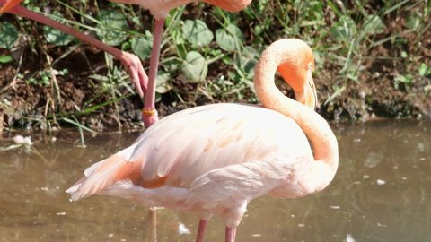 American Flamingo, Caribbean Flamingo (Phoenicopterus ruber) beautiful colorful birds close up in nature.