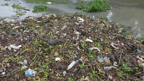 Monitor lizard look for food at river bank garbage pile